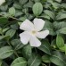 Vinca minor alba C1.5